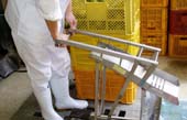 橙を手搾りする工場長・・・恥ずかしがり屋の工場長に『顔出しはご勘弁』と懇願されました