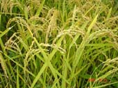大潟村の池端さんが造った、有機JAS認定米のあきたこまちが原料です