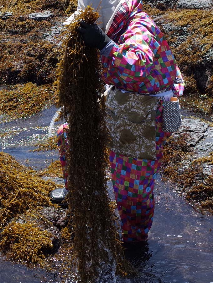 姫の海岸は熊野灘に面していますが、海は穏やかです