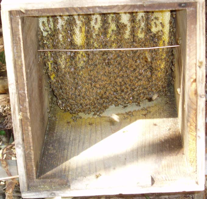 採蜜は年にたったの１度だけ、だから日本蜜蜂のハチミツは稀少なんです