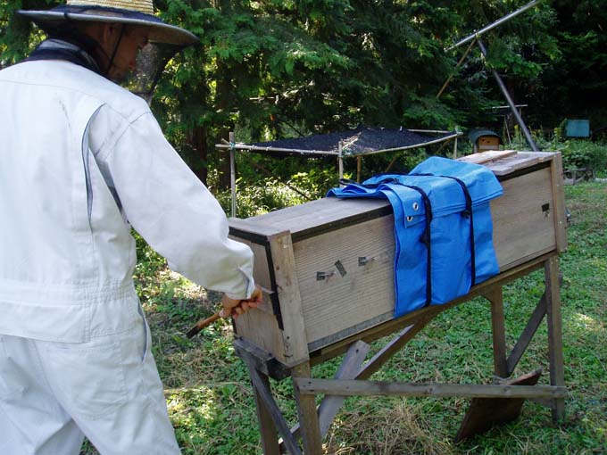 採蜜は年にたったの１度だけ、だから日本蜜蜂のハチミツは稀少なんです｜鰹節 伏高