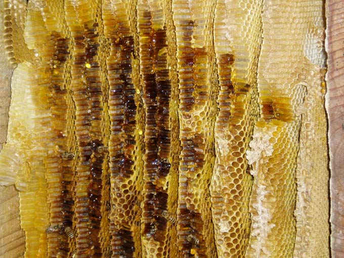 採蜜は年にたったの１度だけ、だから日本蜜蜂のハチミツは稀少なんです 