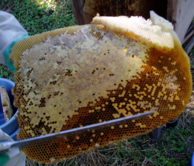 採蜜は年にたったの１度だけ、だから日本蜜蜂のハチミツは稀少なんです 