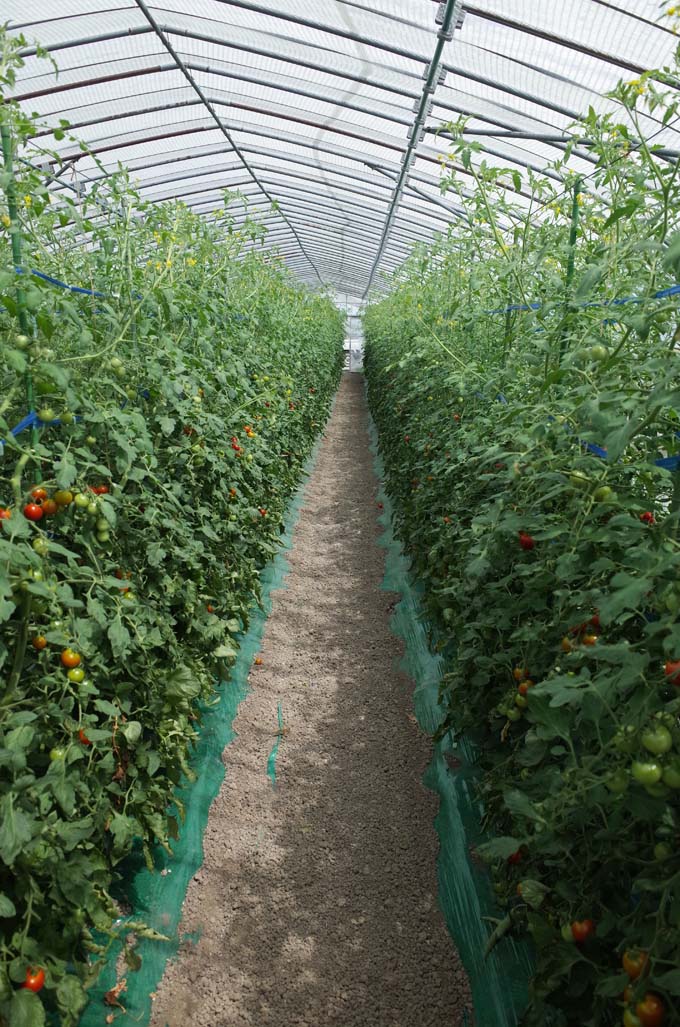 「水切りトマト」を栽培