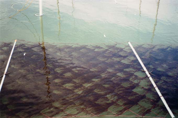 海苔の養殖網
